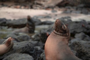 海边脚趾特写