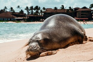 沙滩上休憩的海豹