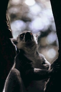树上的狐猴