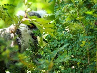 林间狐猴