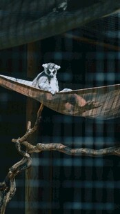 树枝上的狐猴