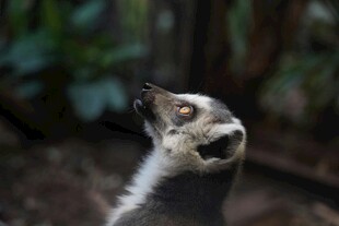 狐猴仰头特写