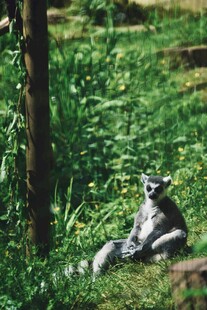 狐猴坐于绿意盎然的草地