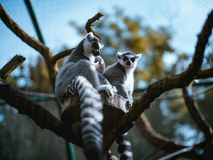 环尾狐猴栖息于树枝间