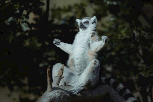 树上可爱狐猴坐立张望
