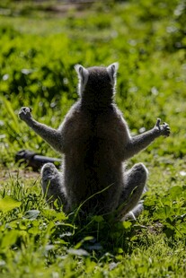 狐猴于草地呈冥想姿态