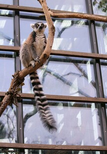 环尾狐猴栖息于树枝间