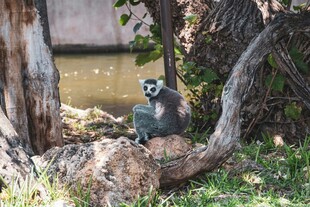 狐猴栖息于岩石与绿植间