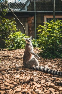 狐猴端坐于落叶繁茂之地