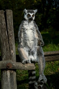 狐猴坐木架姿态悠闲
