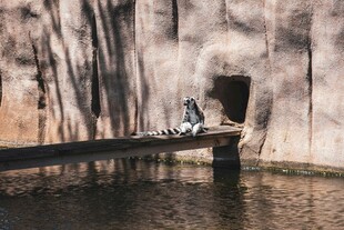 环尾狐猴