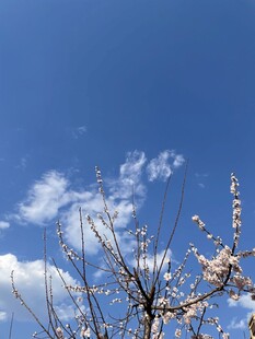 春日枝头景致