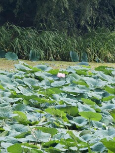 荷塘绿意浓