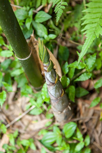竹笋 旁的蕨类植物