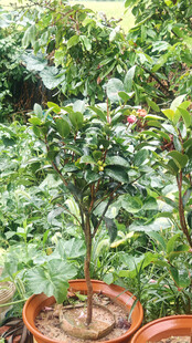 山茶花盆栽绿植
