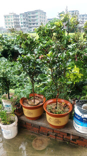 屋顶盆栽绿植景观