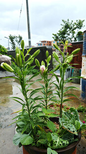 雨中盆栽百合
