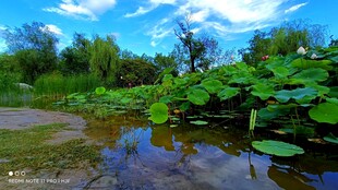 夏日荷塘美景