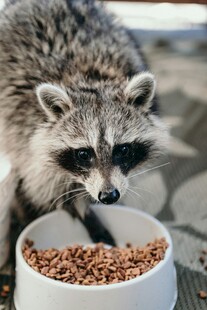 浣熊进食中