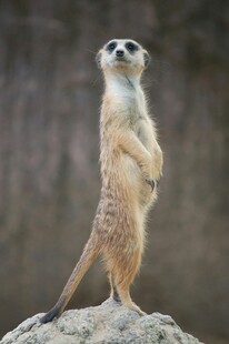 站立的猫鼬
