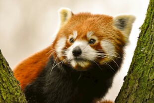 可爱小熊猫栖息于树干间