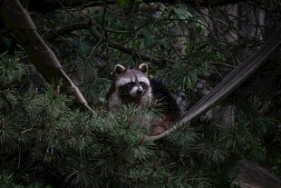 林间浣熊藏身绿植中
