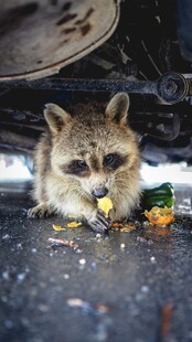 路边进食的小浣熊