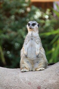 站立的狐獴