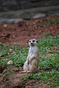 站立的狐獴