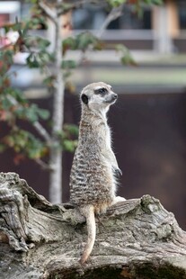 岩石上的猫鼬眺望远方