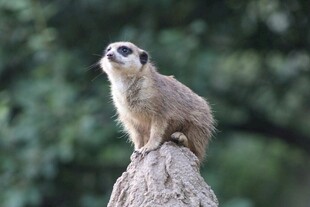 狐獴立于石上眺望远方