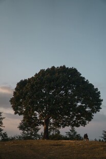 旷野孤树