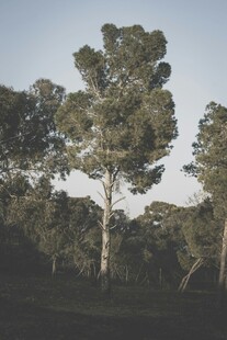 林间树木
