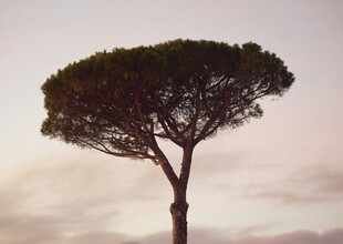 孤树挺立在黄昏天空下