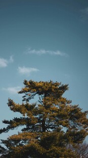 蓝天之下的葱郁松树