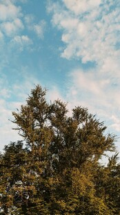 蓝天绿树风景图