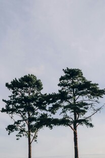 三棵挺拔松树屹立天际