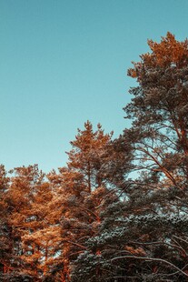 雪覆红叶树