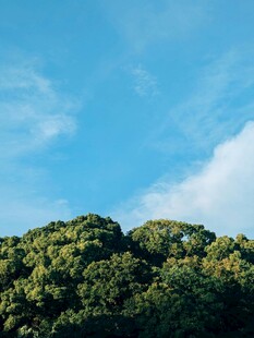 蓝天绿树间的自然美景