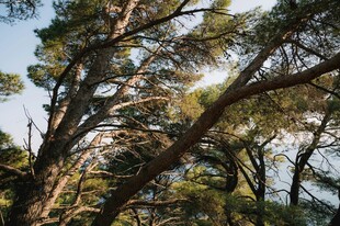 林间松枝