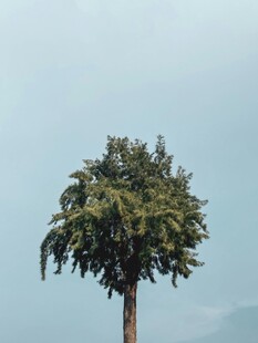 孤独挺立的大树