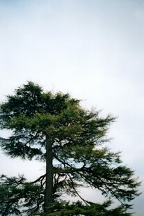 挺拔青松傲立天际