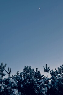 夜空下的雪覆树木与孤星