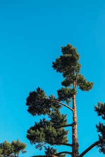 蓝天映衬下的挺拔松树