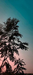 夕阳下的树木剪影