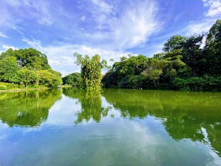 宁静湖畔绿意浓