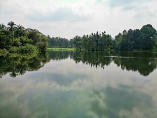 宁静湖面映绿树美景