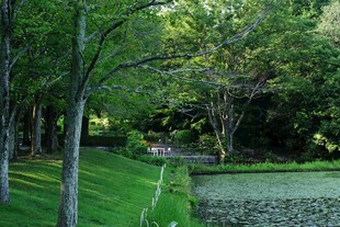林间静谧池塘景观