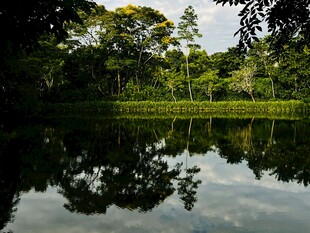 静谧森林中的平静湖水