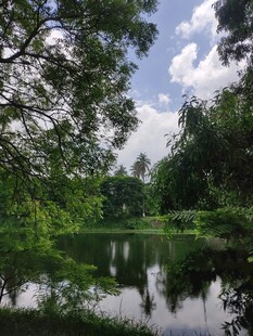 宁静湖畔绿树倒影美景
